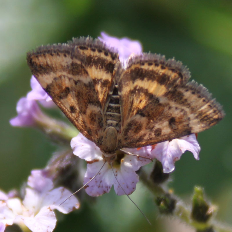 identificazione farfalla - Pyrausta despicata